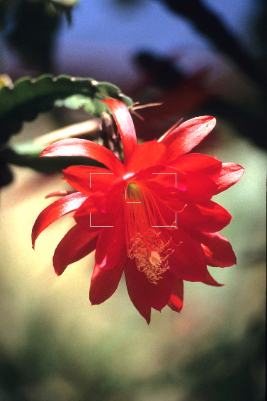 epiphyllum_coral_mist.jpg