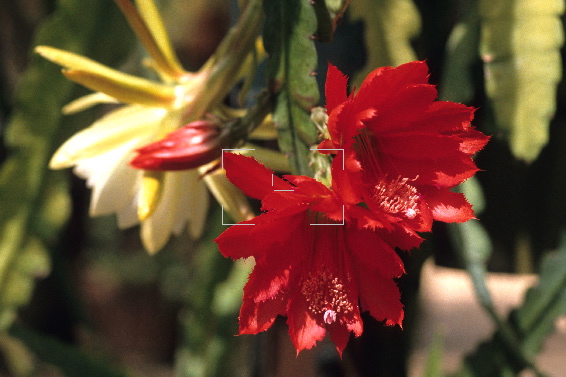epiphyllum_rote_feder.jpg