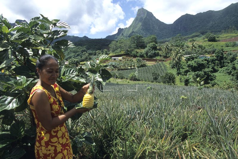 French Polynesia Woman at Pineapple Plantation PF0168.tif