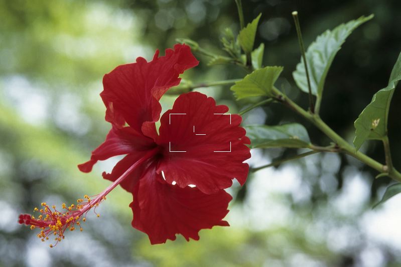 Jamaica Red Hibiscus Flower JM0104.tif