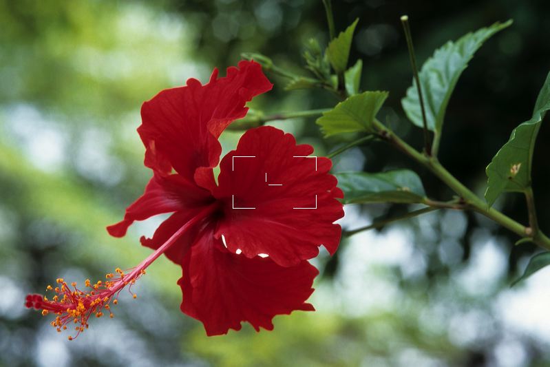 Jamaica Red Hibiscus Flower JM0104.tif