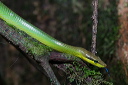 apc_2595